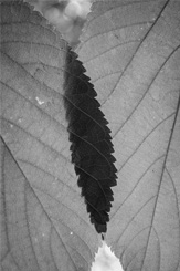 Connection