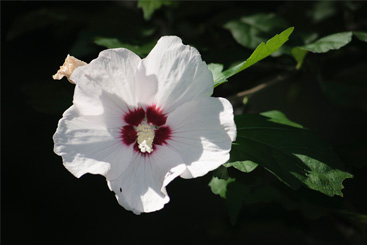 Hibiscus