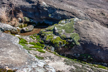 Moss Patches