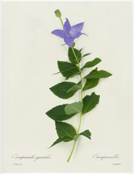Natural History 01