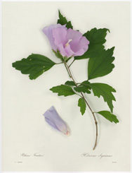 Natural History 02