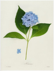 Natural History 03