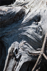 Old Wood