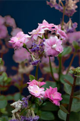 Pink Kalanchoe