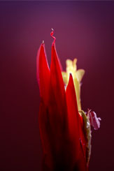 Red Sword