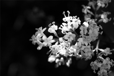 Star Cluster