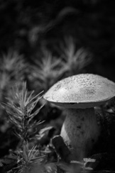 Tiny Forest