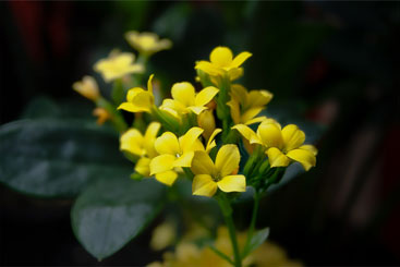 Yellow Kalanchoe